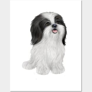 An Adorable Black and White Shih Tzu - Just the Dog Posters and Art